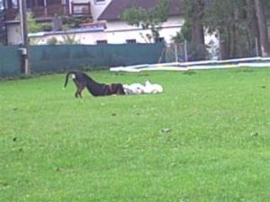 Bibi-Bienewelpe-HE13