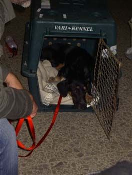 Bibi-Bienewelpe-HE15