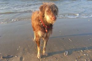 Whisky-wo sind bloss die Mwen