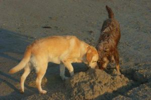 Whisly-gemeinsam buddeln mit Eika